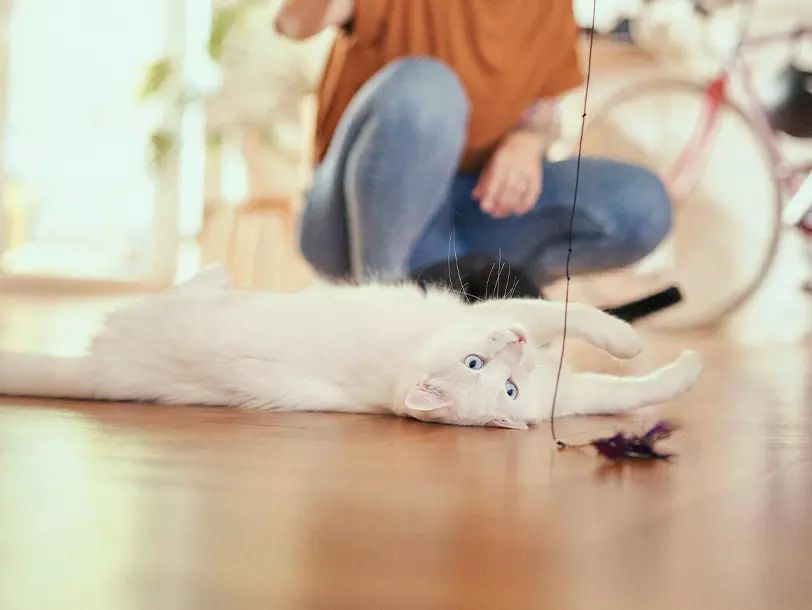 mera cats krmivo pro kočky